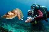 Scuba Diving with Cuttlefish at Padang Bai in Bali