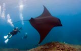 Scuba Diving with Manta Rays at Manta Point in Bali